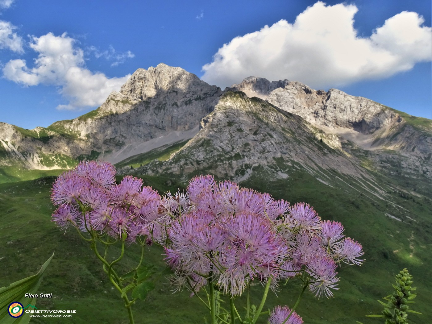 67 Dalla Val Vedra Thalictrum aquilegiifolium (Pigamo colombino) con vista in Arera-Corna Piana.JPG